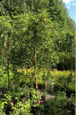 Берёза черная Саммер Каскад (Summer Cascade)