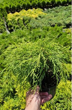 Кипарисовик горохоплодный Вавел (Wawel)