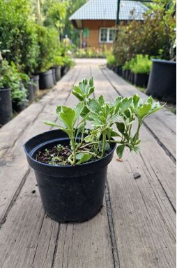 Пахизандра верхушечная Вариегата (Variegata)