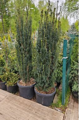 Тис ягодный Грин Рокет (Green Rocket)