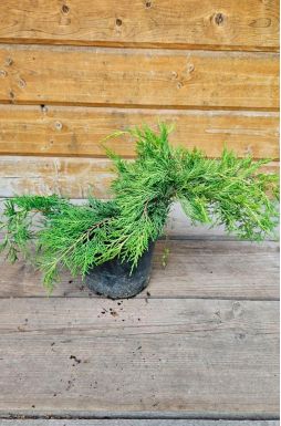 Можжевельник средний Голд Кост (Gold coast)