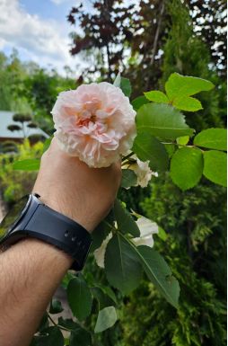 Роза штамбовая в ассортименте