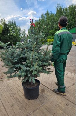 Ель колючая Фат Альберт (Fat albert)