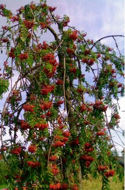 Рябина обыкновенная Пендула (Pendula)