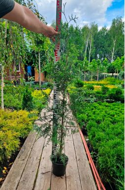 Туя западная Брабант (Brabant)