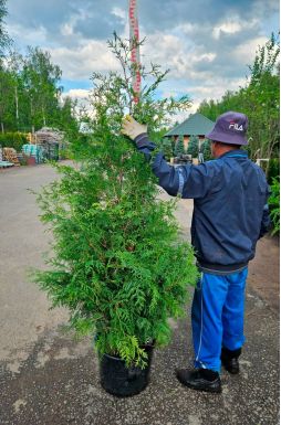 Туя западная Брабант (Brabant)