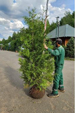 Туя западная Брабант (Brabant)