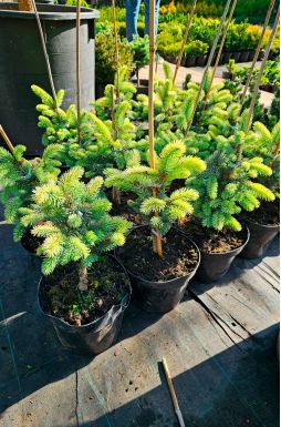 Ель колючая Белобок (Bialobok)