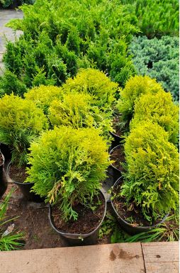 Туя западная Мириам (Mirjam PBR)