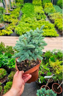 Ель колючая Глаука Глобоза (Glauca globosa)