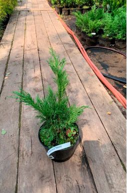 Можжевельник казацкий Тамарисцифолия (Tamariscifolia)