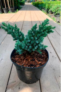 Можжевельник чешуйчатый Мейери (Meyeri)