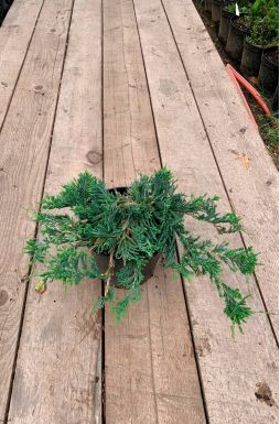 Можжевельник горизонтальный Вилтони (Wiltonii)