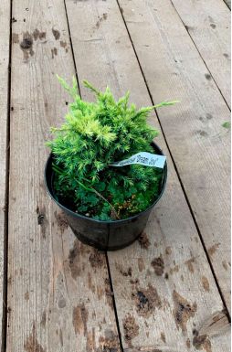 Можжевельник чешуйчатый Дрим Джой (Dream Joy)