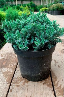 Можжевельник чешуйчатый Блю Стар (Blue star)