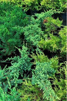 Можжевельник чешуйчатый Холгер (Holger)