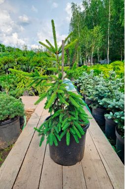 Ель обыкновенная Инверса (Inversa)