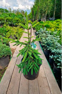 Ель обыкновенная Инверса (Inversa)