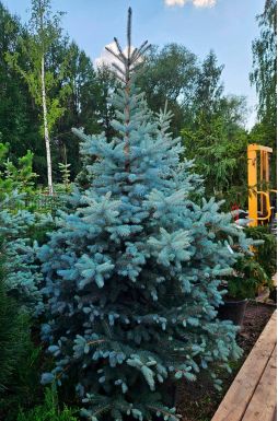 Ель колючая Эдит (Edith)