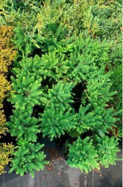 Ель сербская Карел (Karel)