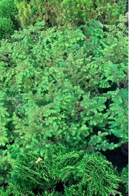 Тсуга канадская 