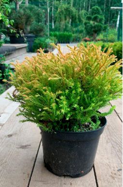 Туя западная Голден Таффет (Golden Tuffet)