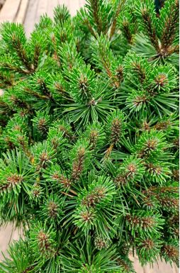 Сосна горная Мопс на штамбе (Mops Pa)