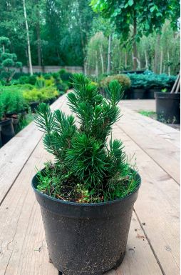 Ель обыкновенная Томпа (Tompa)