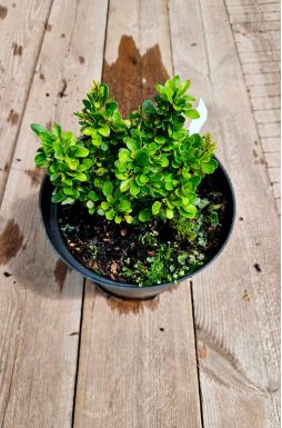 Барбарис тунберга Кобольд (Kobold)