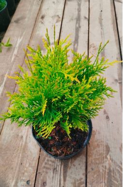 Туя западная Голден Глоб (Golden Globe)