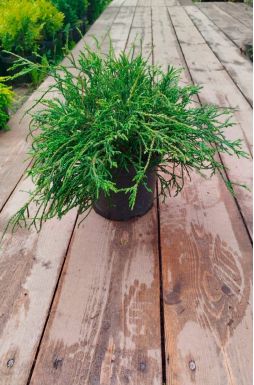 Кипарисовик горохоплодный Филифера Нана (Filifera nana)