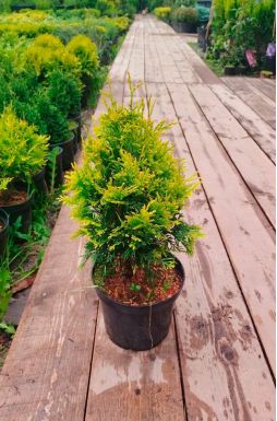 Туя западная Мария (Maria)