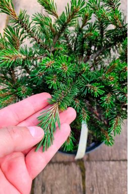 Сосна горная Хампи (Humpy)