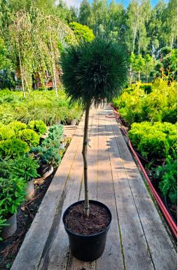 Сосна горная Варелла на штамбе (Varella Pa)