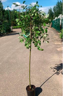 Ива козья Килмарнок на штамбе (Kilmarnock Pa)