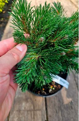 Сосна горная Лиллипут (Liliput)