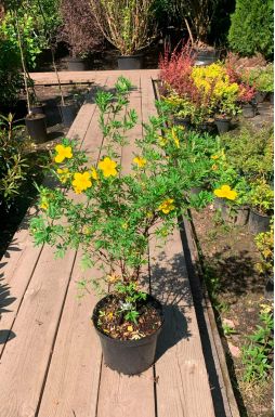 Лапчатка Кустарниковая Голдстар (Goldstar)