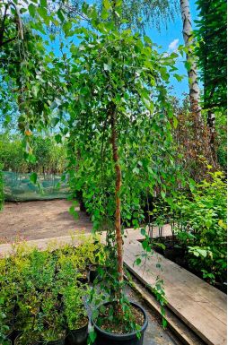 Берёза черная Саммер Каскад (Summer Cascade)