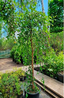 Берёза черная Саммер Каскад (Summer Cascade)