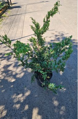 Можжевельник китайский Блю Альпс (Blue аlps)