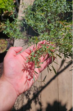 Ива нана Каньон Блю (Canyon Blue)