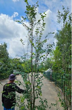 Багрянник японский