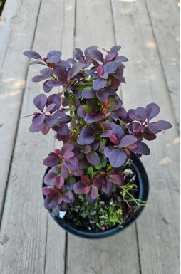 Барбарис тунберга Конкорд (Concorde)