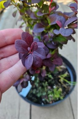 Барбарис тунберга Конкорд (Concorde)