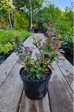 Барбарис тунберга Ред Рокет (Red Rocket)