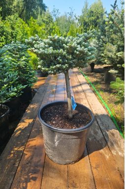 Пихта корейская Кохоутс айс Брейкер на штамбе (Kohouts icebreaker Pa)