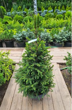 Ель обыкновенная Виллс Цверг (Wills Zwerg)