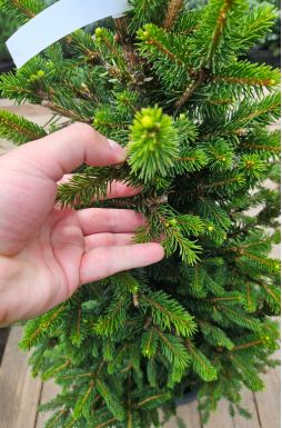 Ель обыкновенная Виллс Цверг (Wills Zwerg)