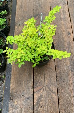 Барбарис тунберга Бонанза Голд (Bonanza Gold)