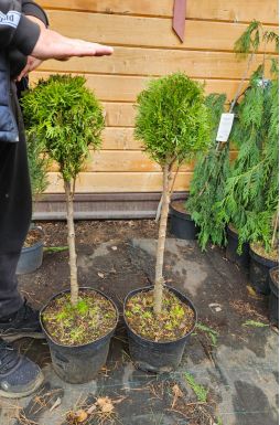 Туя западная Смарагд 1 шар на штамбе (Smaragd Pa)